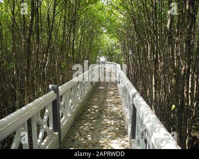 La route sur le pont piétonnier entre les épaissières des arbres tropicaux à Kerala Kochi Banque D'Images