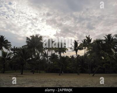 Coconut grove au coucher du soleil, Océan Indien, Mer arabe, Kerala, région de Kochi Banque D'Images