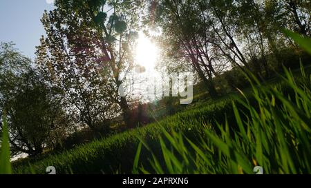 Soleil à travers les arbres dans un champ d'herbe en diagonale Banque D'Images