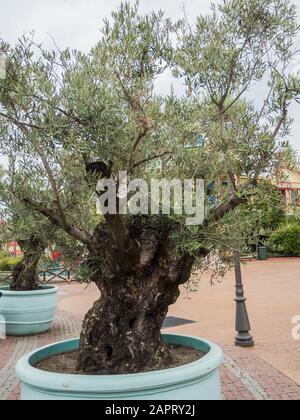 Magnifique arbre dans un grand pot bleu dans le parc de Sotchi Banque D'Images