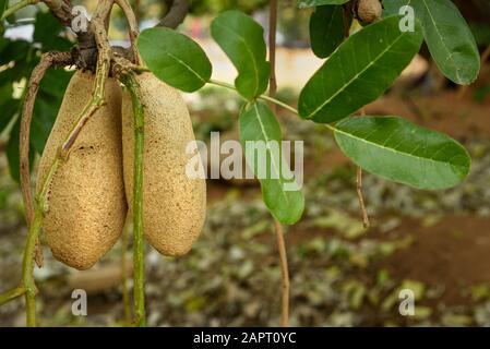 Arbre à saucisses ou Kigelia Africana avec de gros fruits Banque D'Images