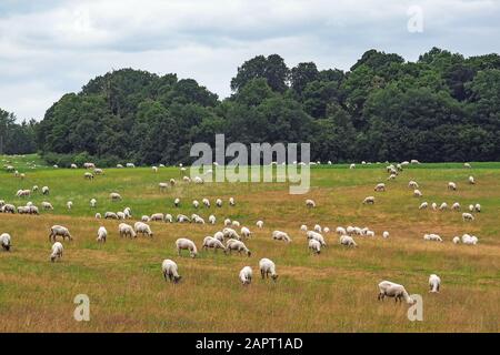 Troupeau de moutons dans un pâturage à Mecklembourg-Poméranie occidentale Banque D'Images