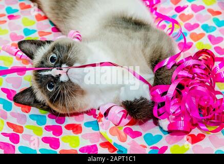 Twinkie, un chat siamois, joue avec des rubans et du papier de soie pour la Saint-Valentin, le 14 février 2014, à Coden, Alabama. Banque D'Images