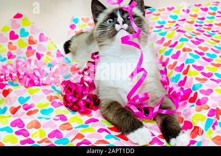 Twinkie, un chat siamois, joue avec des rubans et du papier de soie pour la Saint-Valentin, le 14 février 2014, à Coden, Alabama. Banque D'Images