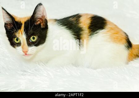 Citrouille, un chaton calico de trois mois, est photographié en blanc le 26 décembre 2014 à Coden, Alabama. Banque D'Images