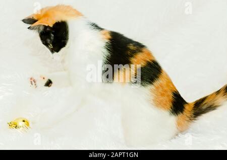 Citrouille, un chaton calico vieux de trois mois, joue avec un ornement d'arbre de Noël, le 26 décembre 2014, à Coden, Alabama. Banque D'Images