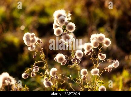 Un chardon rétroéclairé du Canada (Cirsium arvense) dans un champ à la fin de l'automne; comté de Leduc, Alberta, Canada Banque D'Images