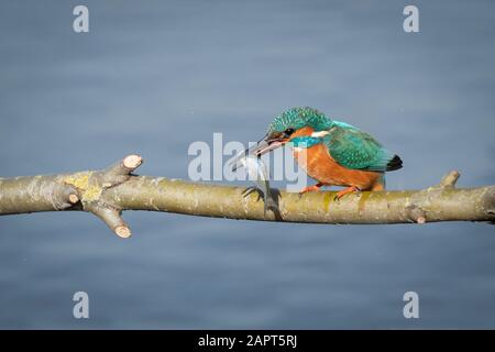 Un homme kingfisher, alcedo atthis, perché sur une branche au-dessus de l'eau avec un poisson dans son bec après une plongée réussie Banque D'Images