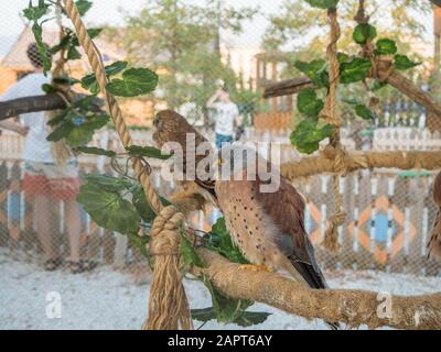 Hawk dans un zoo assis sur une succursale. Russie Sotchi 06 22 2019 Banque D'Images