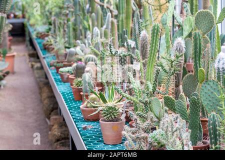 Flou. Reproduction du Cactus. Variété de succulents dans la serre. Contexte. Concept de reproduction végétale. Banque D'Images