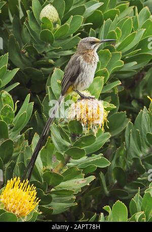 Cape Sugarbird (café Promerops) adulte mâle perché sur Protea Western Cape, Afrique du Sud Novembre Banque D'Images