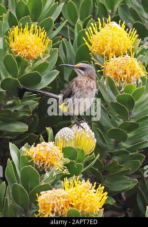 Cape Sugarbird (café Promerops) adulte mâle perché sur Protea Western Cape, Afrique du Sud Novembre Banque D'Images