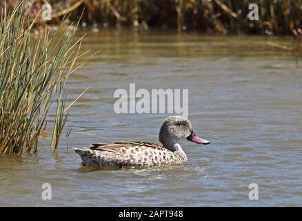 Cap Teal (Anas capensis) adulte nageant sur creek Western Cape, Afrique du Sud Novembre Banque D'Images