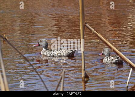 Couples de Cape Teal (Anas capensis) sur creek Western Cape, Afrique du Sud Novembre Banque D'Images