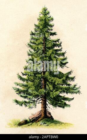 Epicéa de Norvège, Epicéa européen Picea abies, (livre botanique, ) Banque D'Images