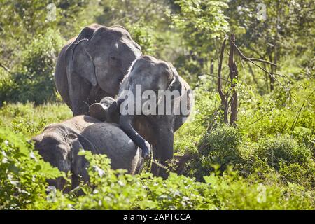 Des éléphants sauvages jouent dans le bush, le parc national d'Udawalawe, au Sri Lanka. Banque D'Images