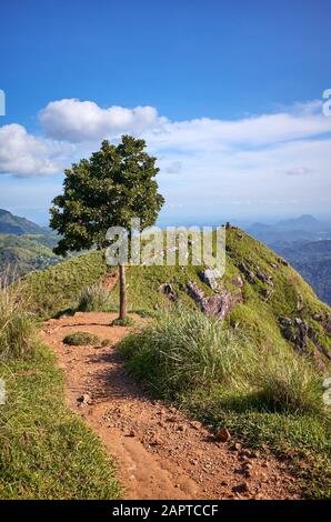 Arbre au pic Little Adams, une journée ensoleillée, Sri Lanka. Banque D'Images