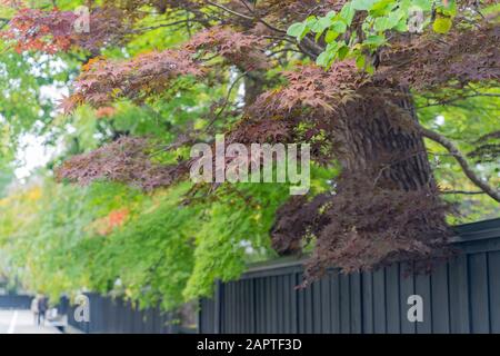 Vue extérieure de la maison de Kakunodate Samurai à Kakunodate, Japon Banque D'Images