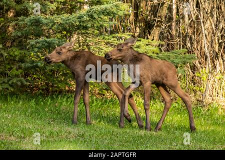 Veaux d'orignal (Alces alces), centre-sud de l'Alaska; Anchorage, Alaska, États-Unis d'Amérique Banque D'Images