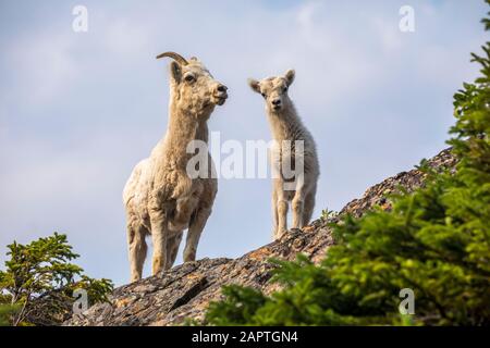 Mouflons de Dall (Ovis dalli) brebis et agneau dans la région de Windy point près de la route Seward au sud d'Anchorage, dans le centre-sud de l'Alaska.Les eaux de l'océan... Banque D'Images