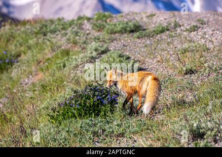 Un renard roux (Vulpes vulpes) s'arrête pour sniff un buisson de cloches (jacinthoides) avant de poursuivre sa chasse le long de la route, Parc national de Denali et... Banque D'Images