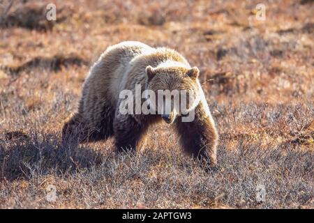 Un ours grizzli (Ursus arctos horribilis) se dirige vers la voiture du photographe, l'intérieur de l'Alaska, le parc national Denali et la réserve Banque D'Images