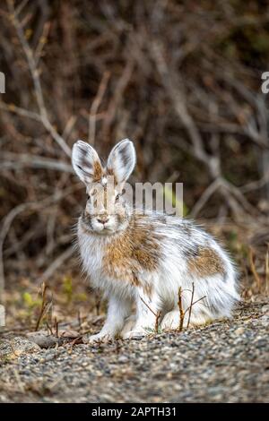 Lièvre d'Amérique (Lepus americanus) aux couleurs estivales, parc national et réserve Denali; Alaska, États-Unis d'Amérique Banque D'Images