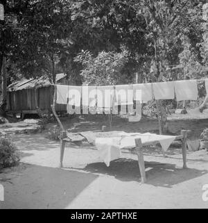 Volontaires de guerre à Malaca et Indonésie Séchage de feuilles de latex sur une plantation de caoutchouc à Malaca Annotation: Publié dans "Les Gars de la Deed" avec la légende: Les tapis de caoutchouc blanc pendent au soleil pour sécher Date: 1946 lieu: Malaca, Malaisie mots clés: Caoutchouc, caoutchouc, industrie du caoutchouc Banque D'Images