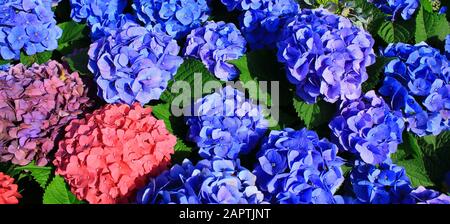 Hydrangea fleurs arbuste au Japon Banque D'Images