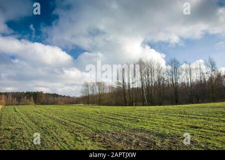 Grain d'hiver, forêt et nuages blancs sur le ciel bleu, jour ensoleillé Banque D'Images