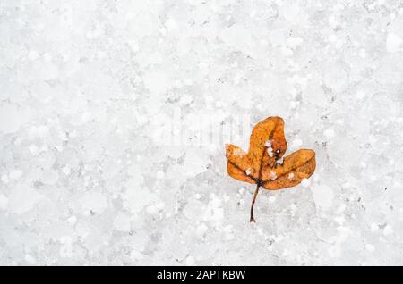 Une feuille d'automne orange sur la neige blanche en hiver. Banque D'Images