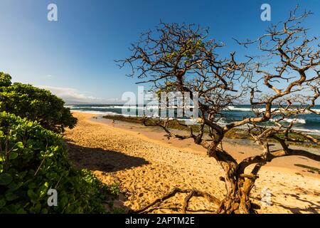 Un arbre sans feuilles sur Ho'okipbbeach avec une vue sur les planches à voile et les surfeurs dans l'océan près de Paia; Maui, Hawaii, États-Unis d'Amérique Banque D'Images