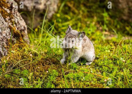 Un Pika Collared (Ochotona collaris) rassemble de la nourriture pour mettre dans de petits haystacks à sécher et qui lui fournira de la nourriture pour le vin froid et neigeux... Banque D'Images