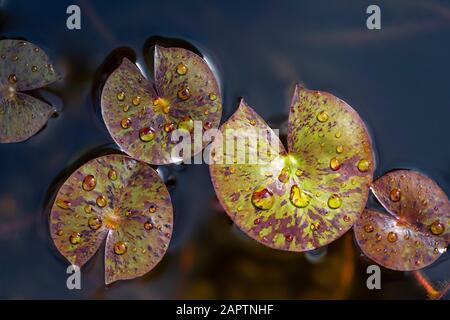 Gros plan des gouttelettes d'eau sur les feuilles des nénuphars dans l'eau; Surrey, Colombie-Britannique, Canada Banque D'Images