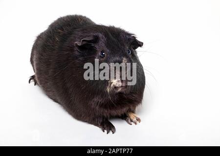 Cochon d'Amérique (Cavia porcellus) sur fond blanc; Studio Banque D'Images