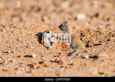 Deux pups d'écureuil à queue ronde (Xerospermophilus tereticadus) à leur entrée de terriers; Casa Grande, Arizona, États-Unis d'Amérique Banque D'Images