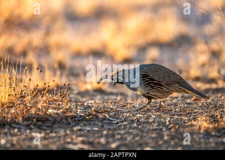 Quail de Gambel masculin (Callipepla gamibelli) montrant deux panaches à tête à la recherche de nourriture sur terre; Casa Grande, Arizona, États-Unis d'Amérique Banque D'Images