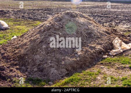 une grande pile brune de fumier se trouve dans le printemps dans le jardin. Concept D'Engrais Organique Banque D'Images