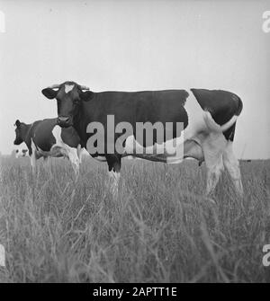 HIE [Pays-Bas en Angleterre]/Anefo Londres en 1938, la Hollande avait environ 1,5 million de vaches laitières, produisant en moyenne 1000 gallons de lait par p.a., avec une teneur en matières grasses de 3,56. De nombreuses vaches et taureaux champions ont été exportés pour établir de nouveaux troupeaux dans plusieurs pays. Les deux plus anciens troupeaux établis en Angleterre sont le Terling et le troupeau de Lavenham, qui compte plus de 1500 têtes dans les fermes de Lord Rauleigh dans l'Essex. Ces troupeaux - testés et testés à la tuberculine - ont contenu de nombreux champions, gagnant des premiers prix dans les salons laitiers déjà dans le pays. Date : Juin 1943 Lieu : Essex, Grande Bretagne Banque D'Images