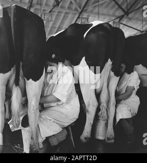 HIE [Pays-Bas en Angleterre]/Anefo Londres en 1938, la Hollande avait environ 1,5 million de vaches laitières, produisant en moyenne 1000 gallons de lait par p.a., avec une teneur en matières grasses de 3,56. De nombreuses vaches et taureaux champions ont été exportés pour établir de nouveaux troupeaux dans plusieurs pays. Les deux plus anciens troupeaux établis en Angleterre sont le Terling et le troupeau de Lavenham, qui compte plus de 1500 têtes dans les fermes de Lord Rauleigh dans l'Essex. Ces troupeaux - testés et testés à la tuberculine - ont contenu de nombreux champions, gagnant des premiers prix dans les salons laitiers déjà dans le pays. Vaches en milled [les vaches sont milled] Date: Juin Banque D'Images