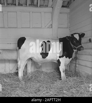 HIE [Pays-Bas en Angleterre]/Anefo Londres en 1938, la Hollande avait environ 1,5 million de vaches laitières, produisant en moyenne 1000 gallons de lait par p.a., avec une teneur en matières grasses de 3,56. De nombreuses vaches et taureaux champions ont été exportés pour établir de nouveaux troupeaux dans plusieurs pays. Les deux plus anciens troupeaux établis en Angleterre sont le Terling et le troupeau de Lavenham, qui compte plus de 1500 têtes dans les fermes de Lord Rauleigh dans l'Essex. Ces troupeaux - testés et testés à la tuberculine - ont contenu de nombreux champions, gagnant des premiers prix dans les salons laitiers déjà dans le pays. Terling Graphic, fils de Lave, âgé de 9 mois Banque D'Images