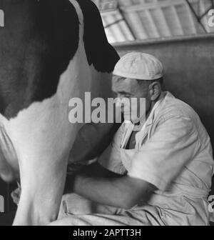 HIE [Pays-Bas en Angleterre]/Anefo Londres en 1938, la Hollande avait environ 1,5 million de vaches laitières, produisant en moyenne 1000 gallons de lait par p.a., avec une teneur en matières grasses de 3,56. De nombreuses vaches et taureaux champions ont été exportés pour établir de nouveaux troupeaux dans plusieurs pays. Les deux plus anciens troupeaux établis en Angleterre sont le Terling et le troupeau de Lavenham, qui compte plus de 1500 têtes dans les fermes de Lord Rauleigh dans l'Essex. Ces troupeaux - testés et testés à la tuberculine - ont contenu de nombreux champions, gagnant des premiers prix dans les salons laitiers déjà dans le pays. Vaches en milled. Date : Juin 1943 Lieu : Banque D'Images