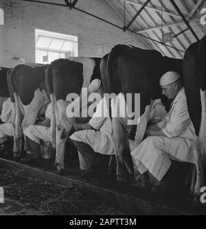 HIE [Pays-Bas en Angleterre]/Anefo Londres en 1938, la Hollande avait environ 1,5 million de vaches laitières, produisant en moyenne 1000 gallons de lait par p.a., avec une teneur en matières grasses de 3,56. De nombreuses vaches et taureaux champions ont été exportés pour établir de nouveaux troupeaux dans plusieurs pays. Les deux plus anciens troupeaux établis en Angleterre sont le Terling et le troupeau de Lavenham, qui compte plus de 1500 têtes dans les fermes de Lord Rauleigh dans l'Essex. Ces troupeaux - testés et testés à la tuberculine - ont contenu de nombreux champions, gagnant des premiers prix dans les salons laitiers déjà dans le pays. Milking Time Date : Juin 1943 Lieu : Essex, Banque D'Images