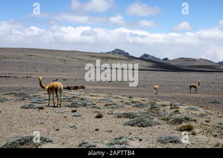 Vigognes sur le côté de la route près de Chimborazo. Banque D'Images