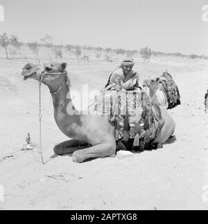 Bédouin à son dromadaire triste. Rapport /Série: Israël 1960-1965: Bedouins In Beershewa (Beer Sheva). Banque D'Images