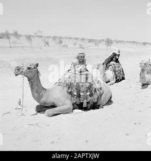 Les Bédouins avec leurs dromadaires sadellés. Rapport /Série: Israël 1960-1965: Bedouins In Beershewa (Beer Sheva). Banque D'Images