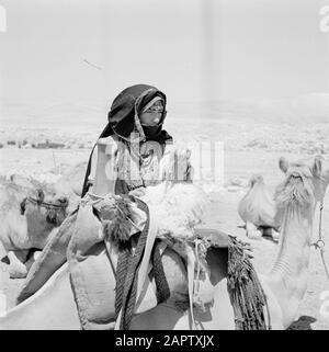 Femme bédouine au milieu d'un troupeau de dromadaires. Rapport /Série: Israël 1960-1965: Bedouins In Beershewa (Beer Sheva). Banque D'Images