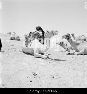 Bédouin femme sellerie dromadaire. Rapport/Série: Israël 1960-1965: Désert Du Negev, Bédouin.; Banque D'Images