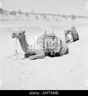 Dromadaires sadellés, allongé dans le désert. Rapport /Série: Israël 1960-1965: Bedouins In Beershewa (Beer Sheva). Banque D'Images