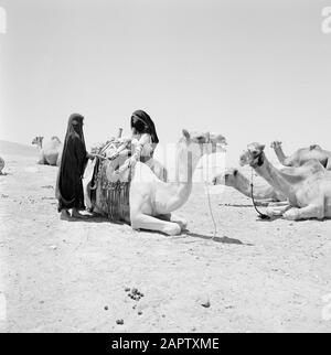 Bédouin femme sellerie dromadaire. Rapport /Série: Israël 1960-1965: Bedouins In Beershewa (Beer Sheva). Banque D'Images